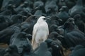 A white crow among many black crows Royalty Free Stock Photo