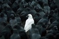 A white crow among many black crows Royalty Free Stock Photo