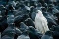 A white crow among many black crows Royalty Free Stock Photo