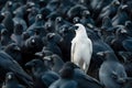 A white crow among many black crows Royalty Free Stock Photo