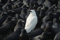 A white crow among many black crows Royalty Free Stock Photo