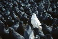 A white crow among many black crows Royalty Free Stock Photo