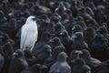 A white crow among many black crows Royalty Free Stock Photo