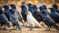 White Crow Stands Out Amidst a Murmuration of Black Crows A Symbol of Uniqueness and Nonconformity in Nature Royalty Free Stock Photo