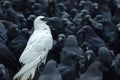 A white crow is surrounded by numerous black crows in the wild, creating a striking contrast Royalty Free Stock Photo