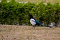 White crow walking on the grass