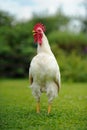 White Crowing Rooster (Cockerel)