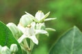 White Crown flower calotropis giantea on tree