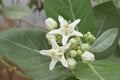 White Crown Flower Royalty Free Stock Photo