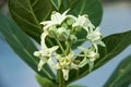 White crown flower with green leaf on tree