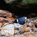 White-crowned Forktail