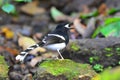 White-crowned Forktail bird Royalty Free Stock Photo