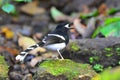 White-crowned Forktail bird