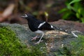 White-crowned forktail (Enicurus leschenaulti) Royalty Free Stock Photo