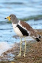 White-crowned Lapwing