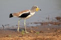 White-crowned lapwing