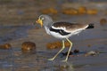 White crowned lapwing Royalty Free Stock Photo