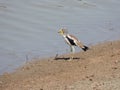 White crowned Lapwing Royalty Free Stock Photo