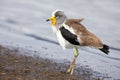 White crowned lapwing forage for insects along shore of a lake Royalty Free Stock Photo