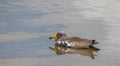 White-crowned lapwing in the Kruger Park South Africa Royalty Free Stock Photo