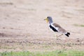 White-crowned Lapwing ( Plover ) Royalty Free Stock Photo