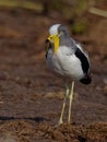 White crowned lapwing portrait in sand Royalty Free Stock Photo