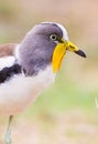 White-crowned lapwing portrait showing the wattles in the Kruger Park