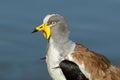 White-crowned lapwing portrait, Kruger National Park, South Africa Royalty Free Stock Photo