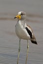 White-crowned lapwing standing in shallow water Royalty Free Stock Photo