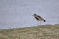 White crowned Lapwing (Vanellus albiceps) Royalty Free Stock Photo