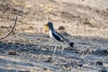 White-crowned lapwing Royalty Free Stock Photo