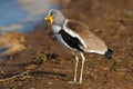 White-crowned lapwing - Kruger National Park Royalty Free Stock Photo