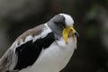 White-crowned lapwing (Vanellus albiceps) Royalty Free Stock Photo