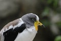 White-crowned lapwing (Vanellus albiceps) Royalty Free Stock Photo