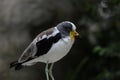 White-crowned lapwing (Vanellus albiceps) Royalty Free Stock Photo