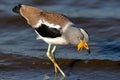 White-crowned lapwing Royalty Free Stock Photo