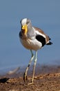 White-crowned lapwing Royalty Free Stock Photo