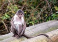 White-crowned Mangabey (Cercocebus atys lunulatus) in West Africa