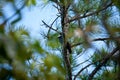White Crowned Pigeon in a pine tree at the Florida Keys. Royalty Free Stock Photo