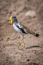White-crowned plover on bare earth in profile Royalty Free Stock Photo