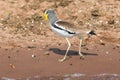 White-crowned plover walking near shore