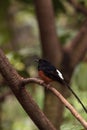 White crowned robin chat is a bird scientifically known as Cossypha albicapilla Royalty Free Stock Photo