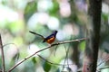 White-crowned shama