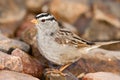 White Crowned Sparrow Royalty Free Stock Photo