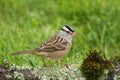 White-crowned Sparrow Royalty Free Stock Photo