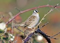 White Crowned Sparrow Royalty Free Stock Photo