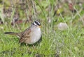 White Crowned Sparrow Royalty Free Stock Photo