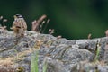 White-crowned sparrow adult rests on a rocky bluff in Saanich Inlet