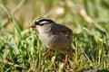 White-crowned Sparrow bird