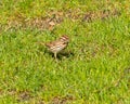 White-crowned sparrow looks for food